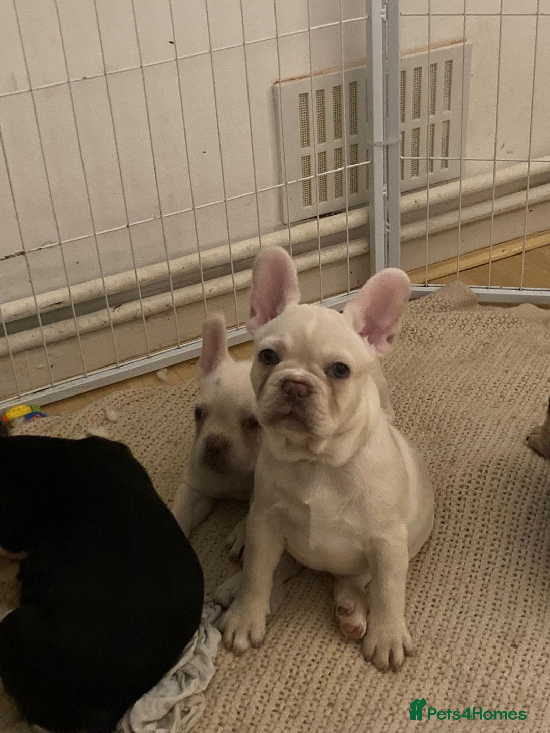 French Bulldog dogs for sale: 5 beautiful French bulldog puppies  - Advert 11