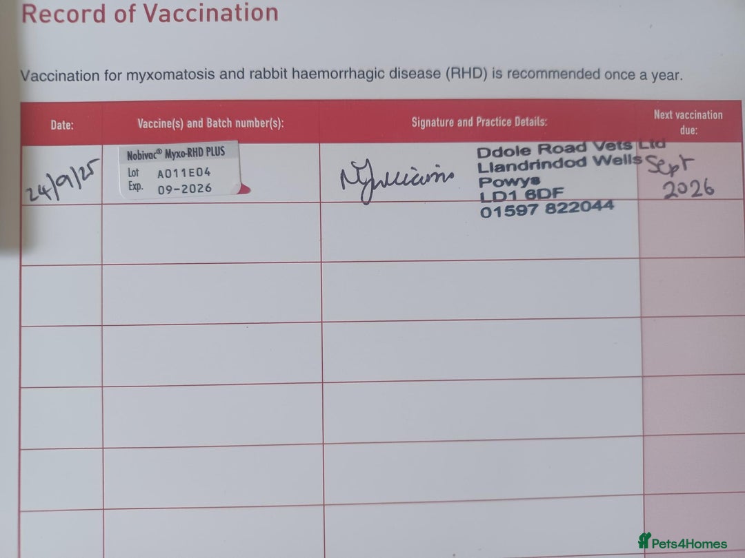 English rabbits for sale: Fully vaccinated pure English rabbits - ready now! - Advert 14