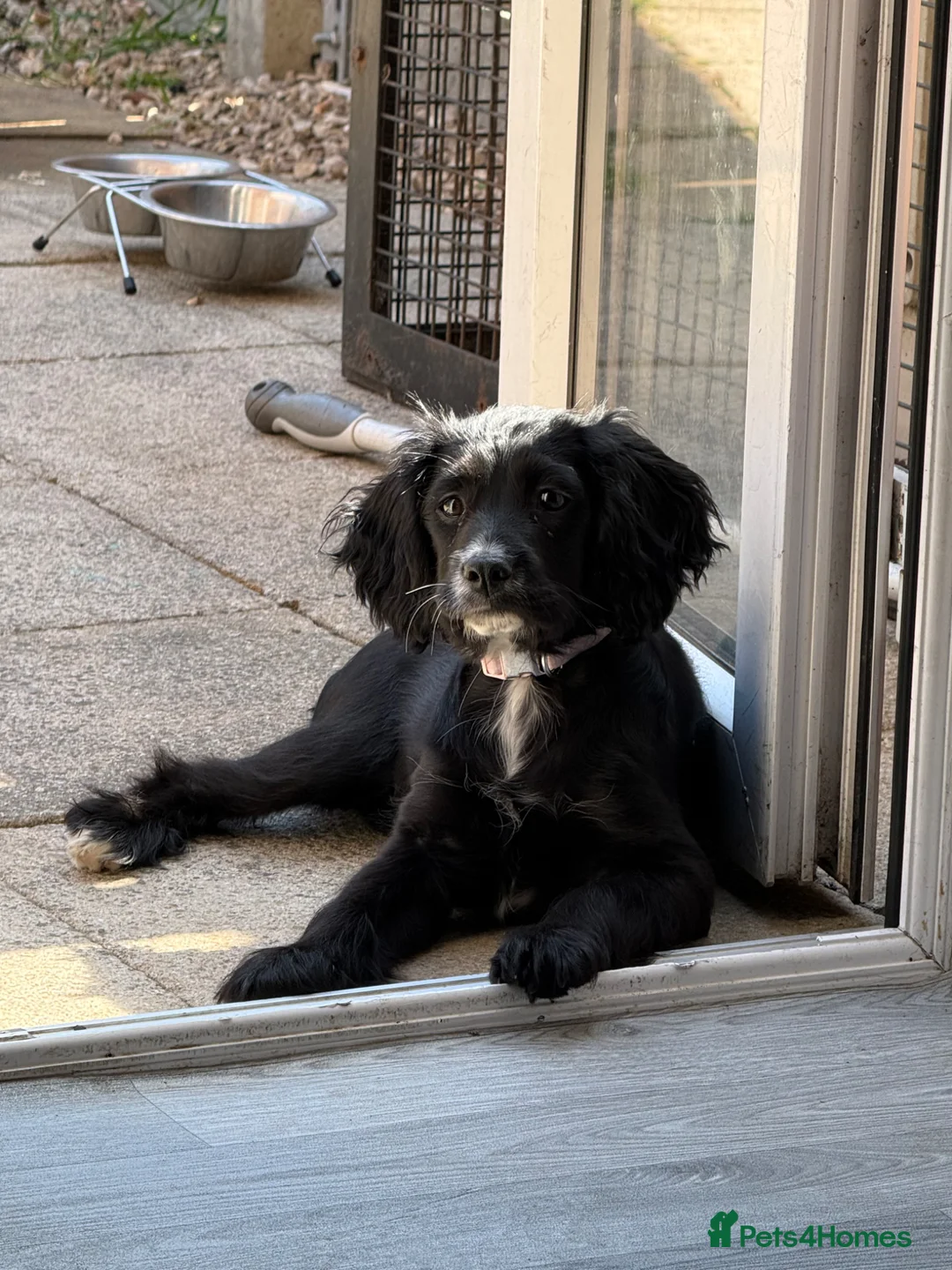 Cockalier dogs for sale:  Beautiful Cockalier little girl  - Advert 2