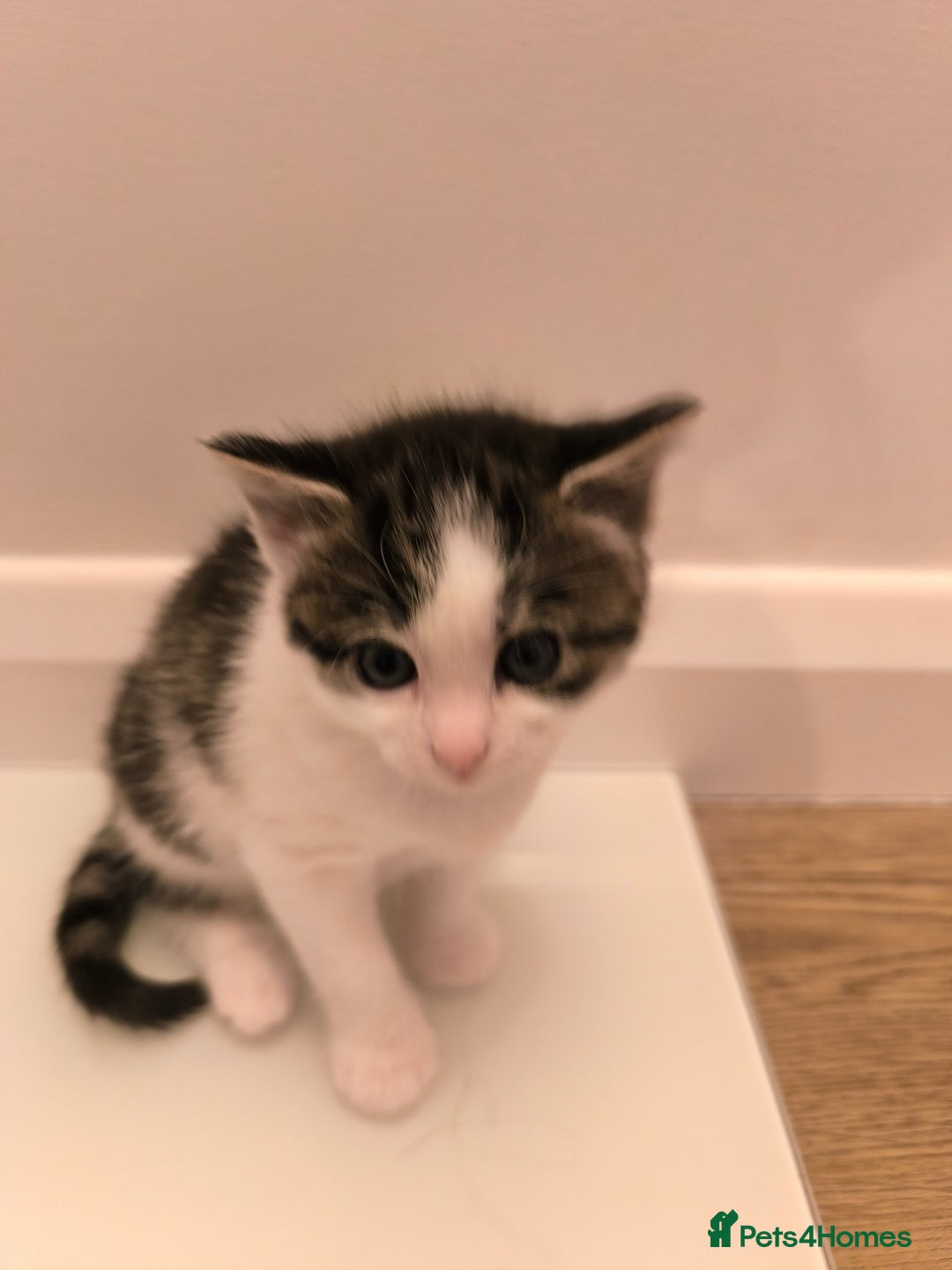 Mixed Breed cats for sale: Beautiful kittens are looking for a new family. - Advert 13