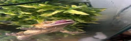 Gecko reptiles for sale: dalmatian crested gecko  in Peacehaven - Advert 3