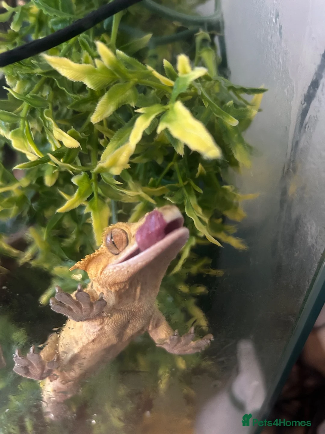 Gecko reptiles for sale: dalmatian crested gecko  in Peacehaven - Advert 3