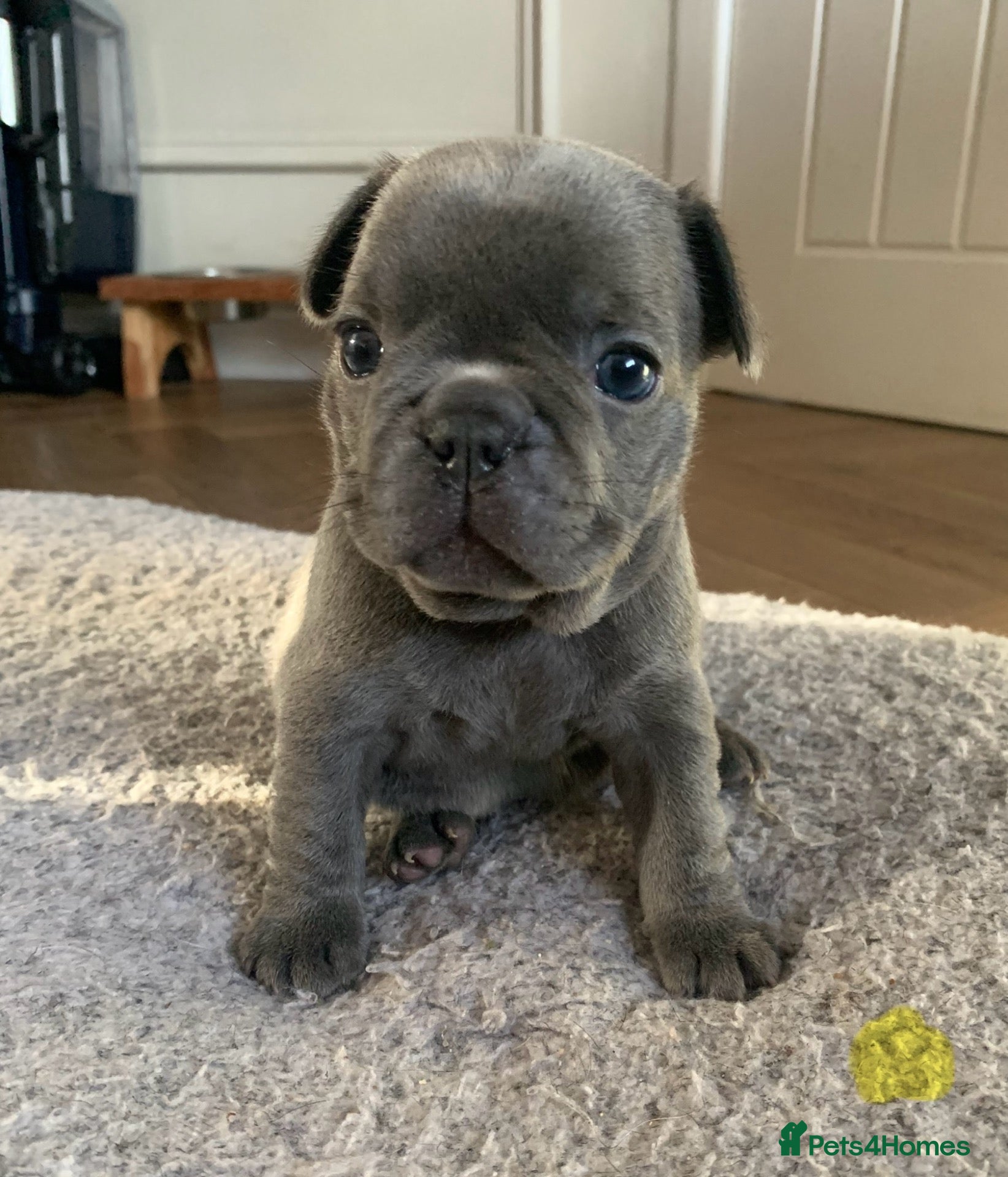 French Bulldog dogs Beautiful litter of French bulldog puppies  - Advert 1