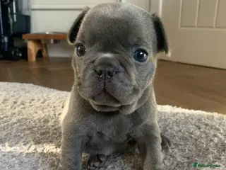 French Bulldog dogs Beautiful litter of French bulldog puppies - Advert 1