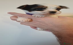 Yorkshire Terrier dogs for sale: 100% Biewer yorkshire-terrier Pedigree  - Advert 11