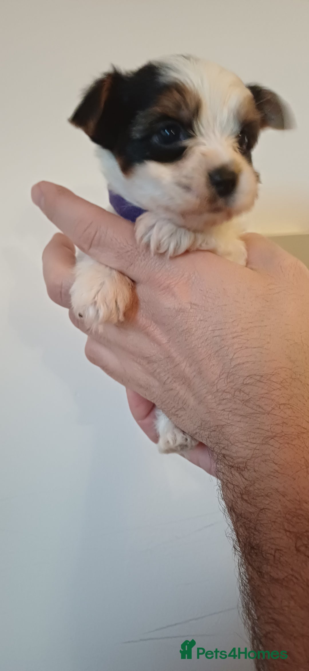 Yorkshire Terrier dogs for sale: 100% Biewer yorkshire-terrier Pedigree  - Advert 11