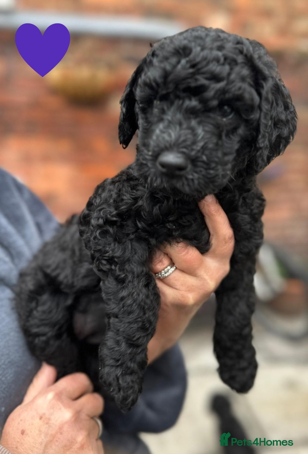 Labradoodle dogs for sale: Labradoodle puppies - Ready for forever homes now - Image 34