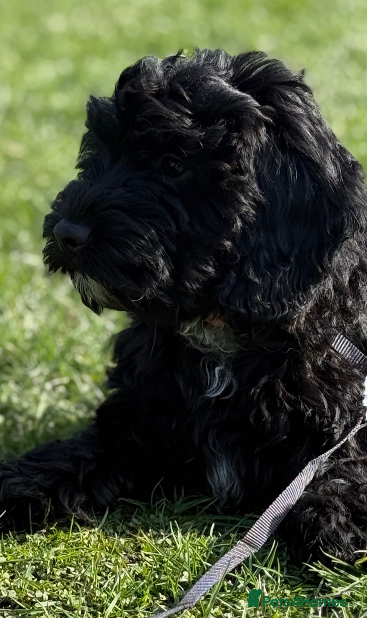 Mixed Breed dogs Last little girl left  - Cockapoo Puppies  - Advert 2