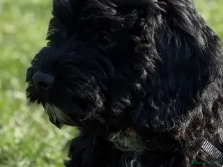 Mixed Breed dogs Last little girl left - Cockapoo Puppies - Advert 2