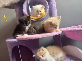 Ragdoll cats Ragdoll X kittens **1 left** - Advert 15