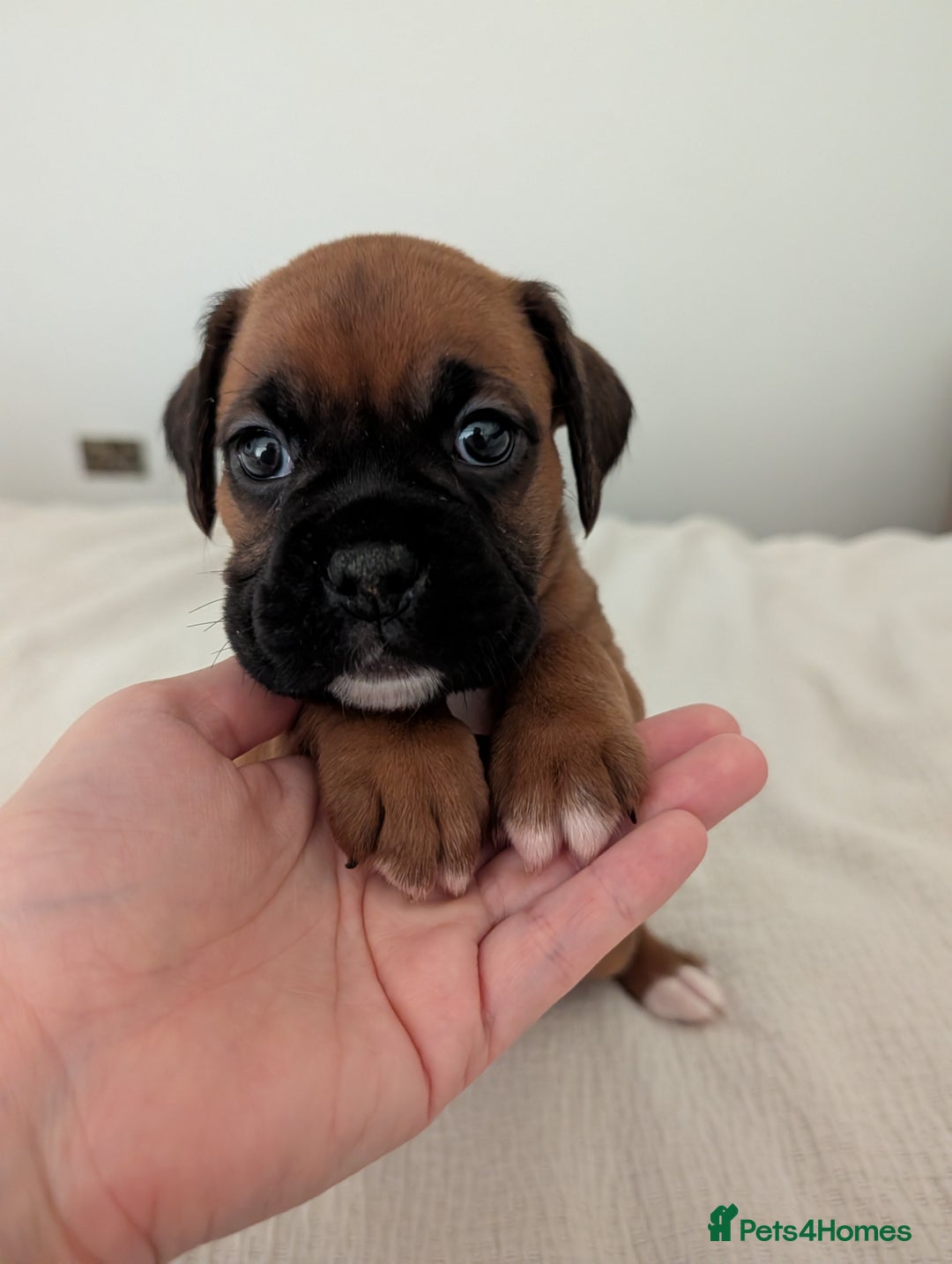 Boxer dogs for sale: Beautiful black mask bobtail/tailed boxer puppies  - Advert 19