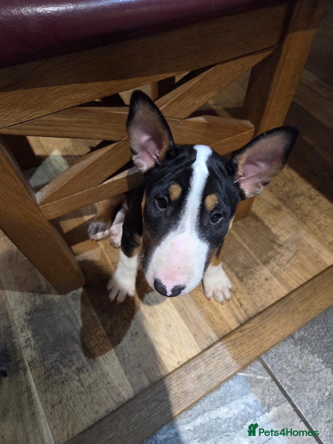 English Bull Terrier dogs for sale: English Bull Terrier Puppy for Sale - Image 3
