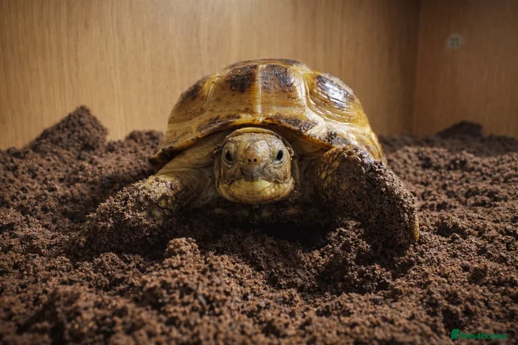 Tortoise reptiles Baby Horsfield Tortoises and Set Ups!! - Advert 2