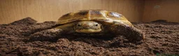 Tortoise reptiles for sale: Baby Horsfield Tortoises and Set Ups!! - Advert 5