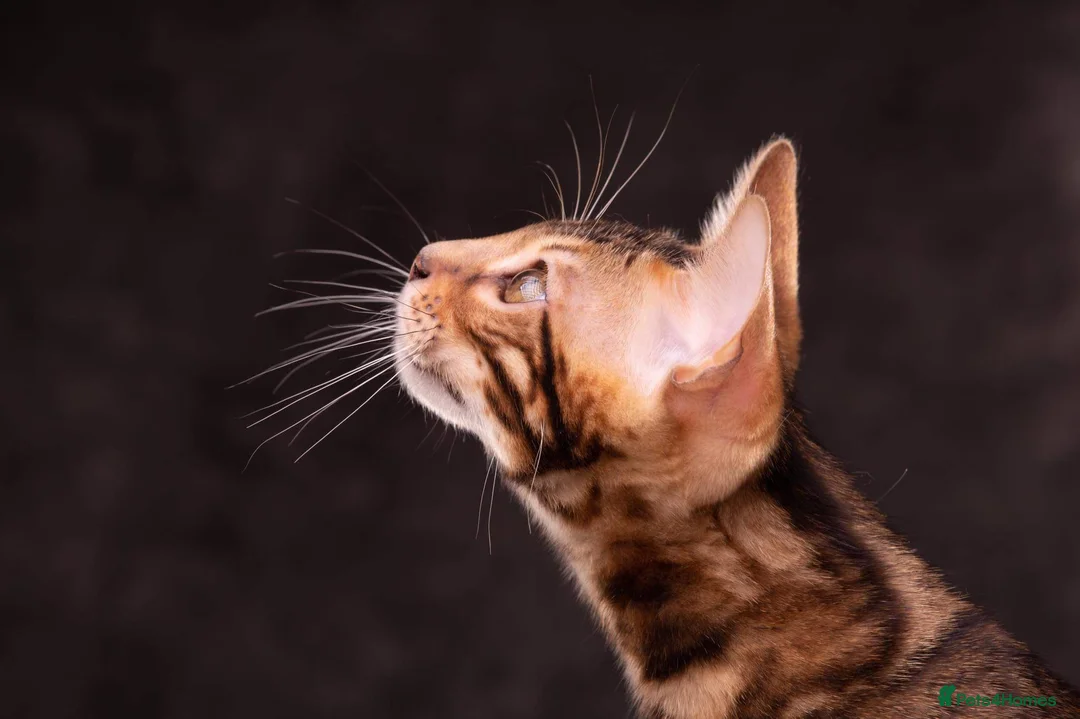 Bengal cats for stud: Impressive Stud Bengal TICA WCF reg in Harlow - Advert 29