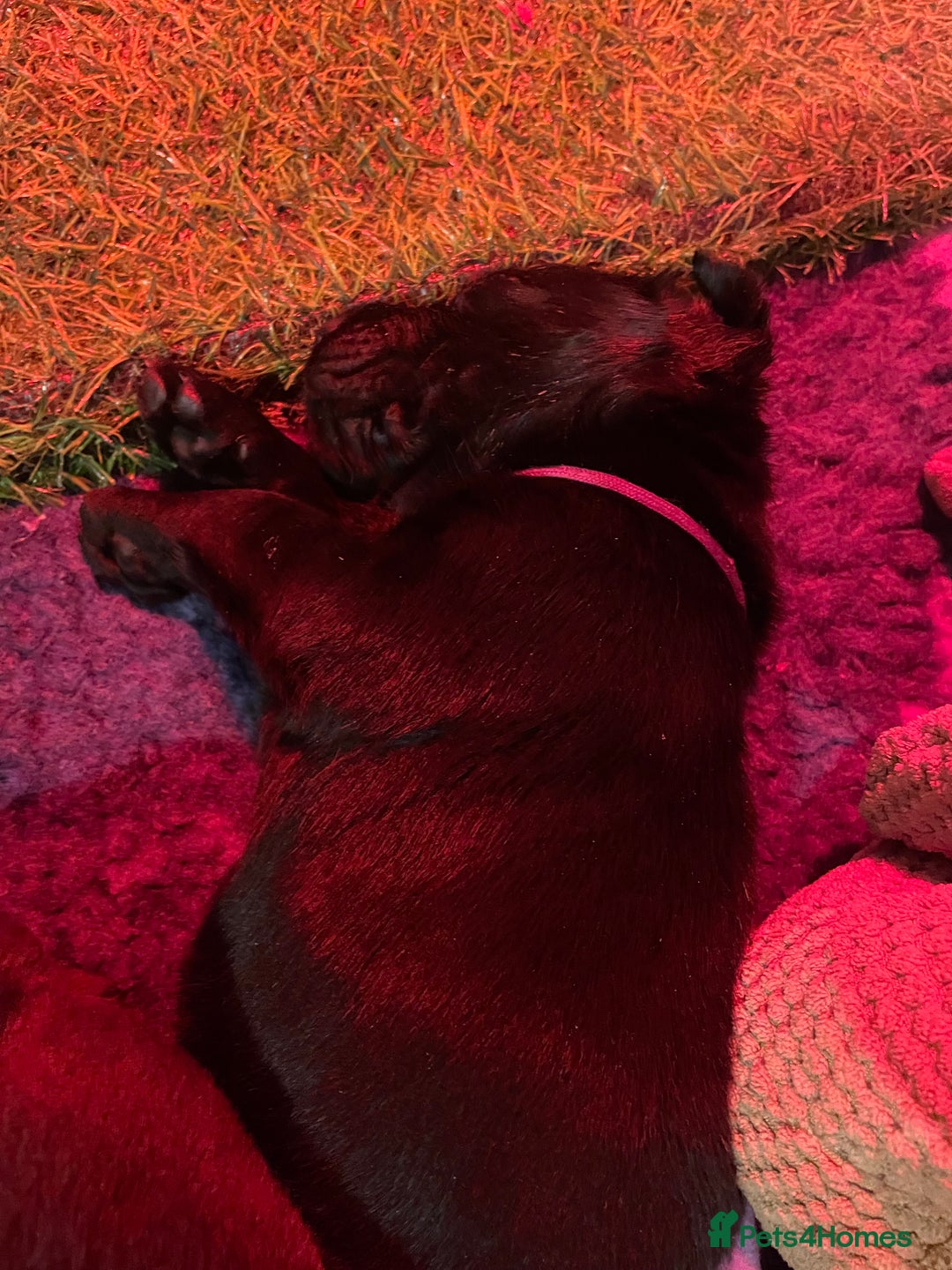 Labrador Retriever dogs for sale: KC registered Labrador pups - Advert 2