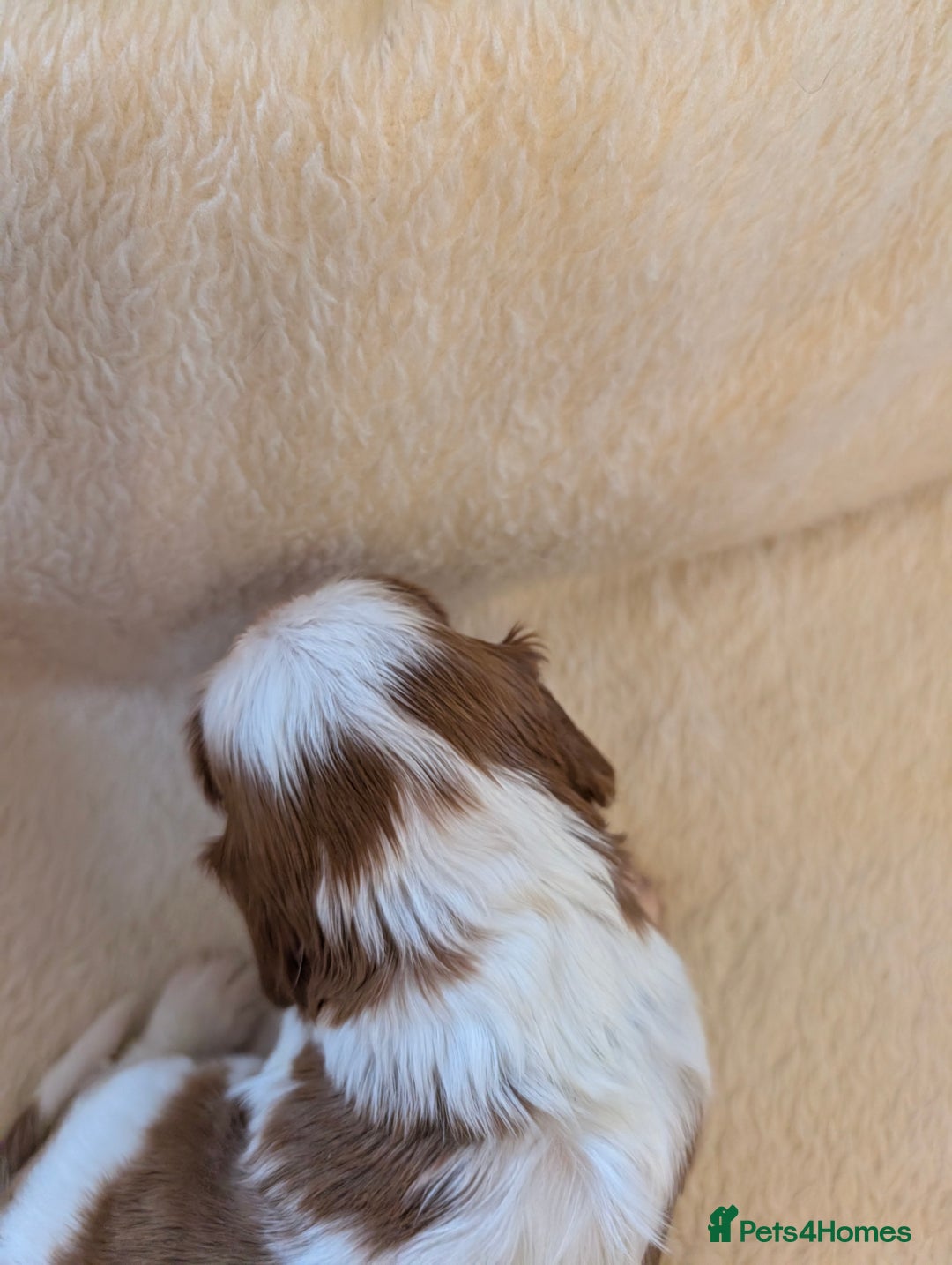 Cavalier King Charles Spaniel dogs for sale: Exquisite KC reg Cavalier King Charles Spaniels - Advert 8