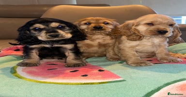 Cocker Spaniel dogs - Advert 9