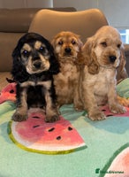 Cocker Spaniel dogs - Advert 16