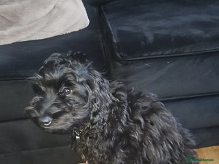 Cockapoo dogs 4 month old male cockapoo - Advert 1