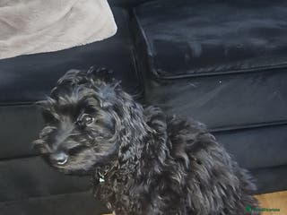 Cockapoo dogs 4 month old male cockapoo - Advert 2