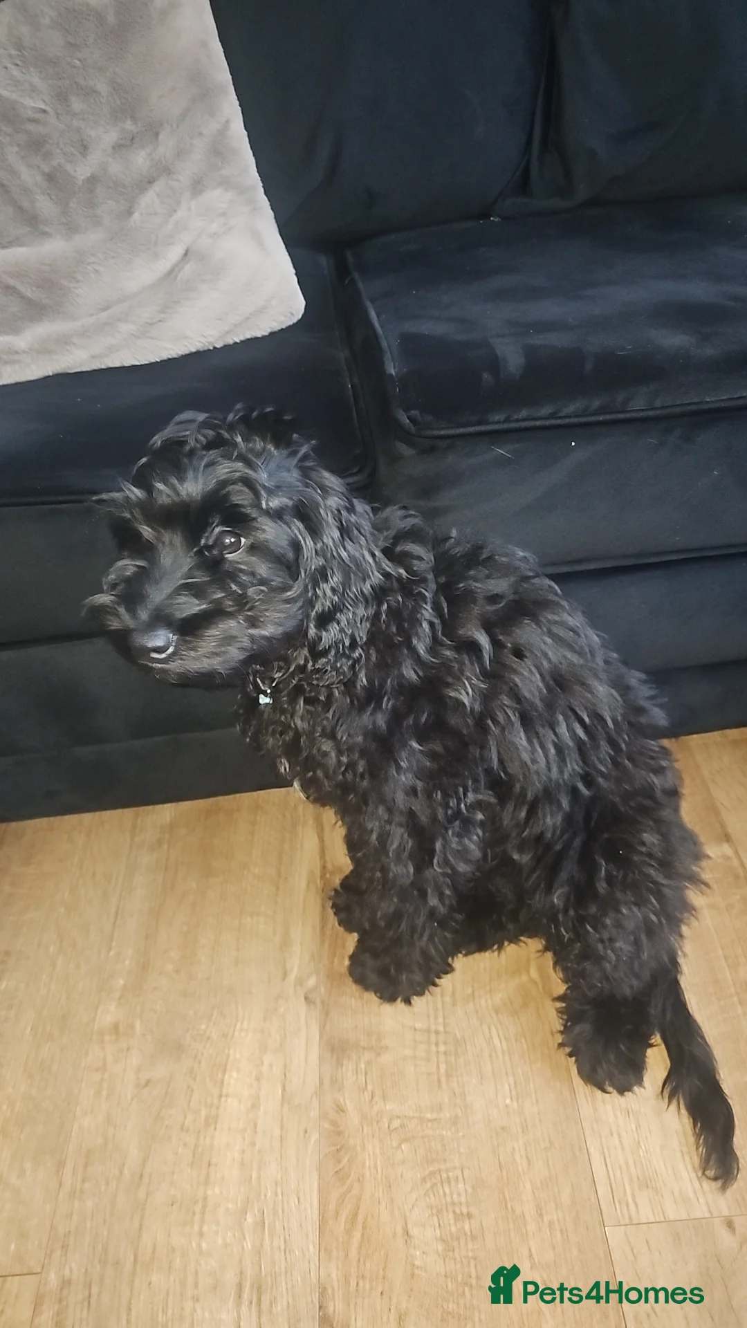 Cockapoo dogs for sale: 4 month old male cockapoo  - Advert 1