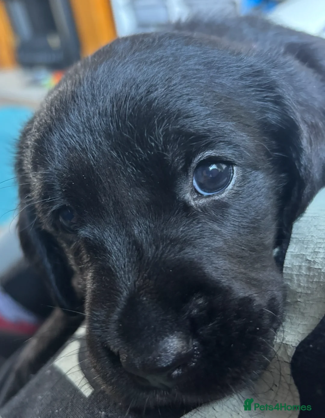 Goldador dogs for sale: Stunning Black Lab/Golden Retriever Puppies - Advert 32