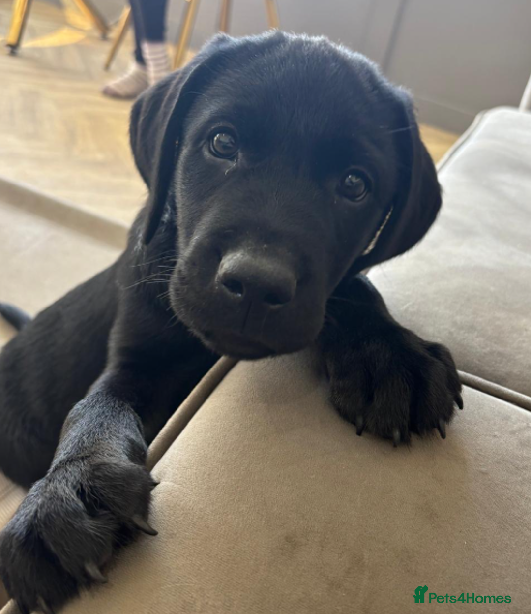 Labrador Retriever dogs for sale: Fully Trained Labrador  - Advert 4