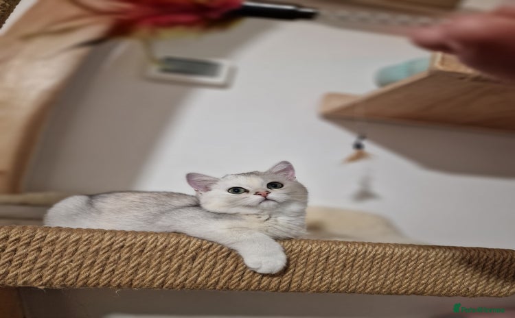 British Shorthair cats - Advert 5