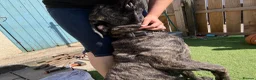 Mixed Breed dogs for sale: Cane corso x boerboel - Advert 6