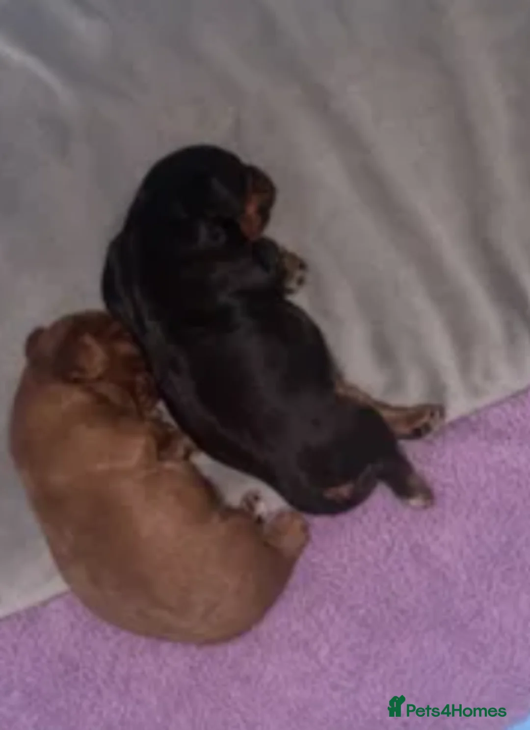 Cavalier King Charles Spaniel dogs for sale: Beautiful extensively health tested pure cavaliers - Advert 19