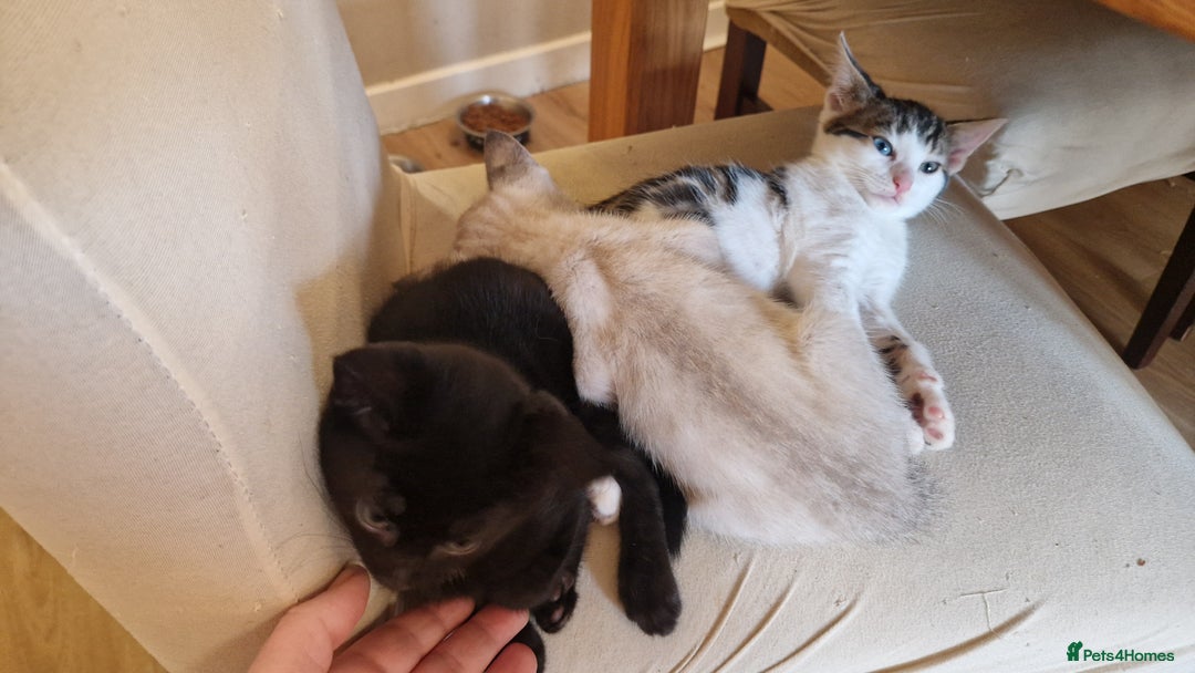 Bengal cats for sale: 4 bengal cross tabby kittens  - Image 19