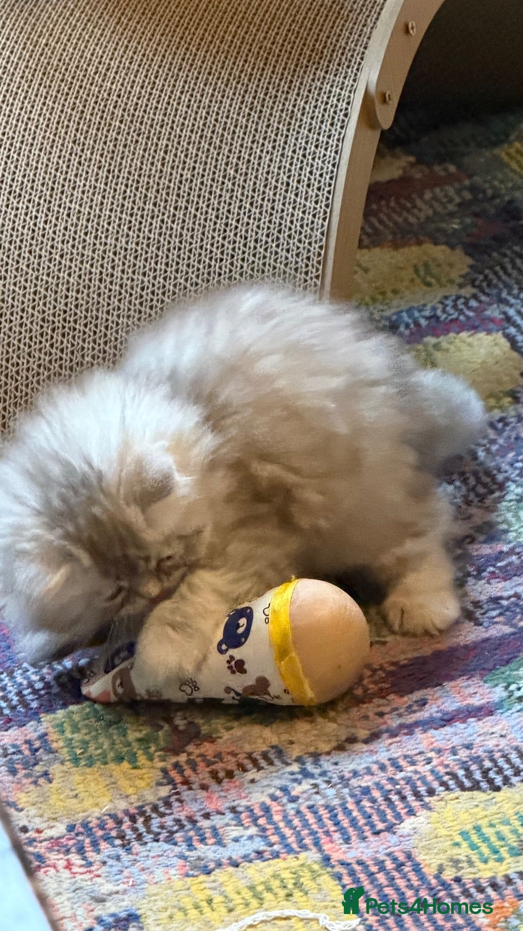 Persian cats for sale: Chinchilla exotic kittens  - Advert 19