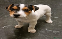 Jack Russell dogs for sale: Stunning true to type jackrussell  - Image 2
