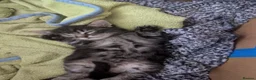 Mixed Breed cats for sale: 4 adorable kittens looking for a future home - Advert 16