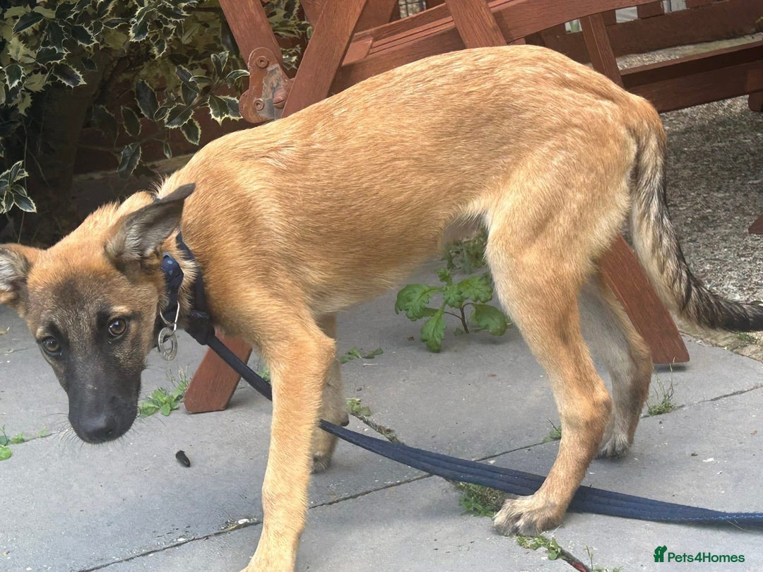 Mixed Breed dogs for adoption: Dorito - Norwich Norfolk  - Image 11