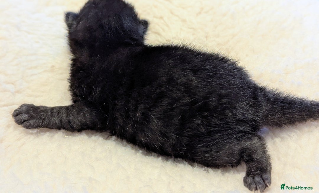 Mixed Breed cats for sale: Beautiful litter of kittens - Image 17