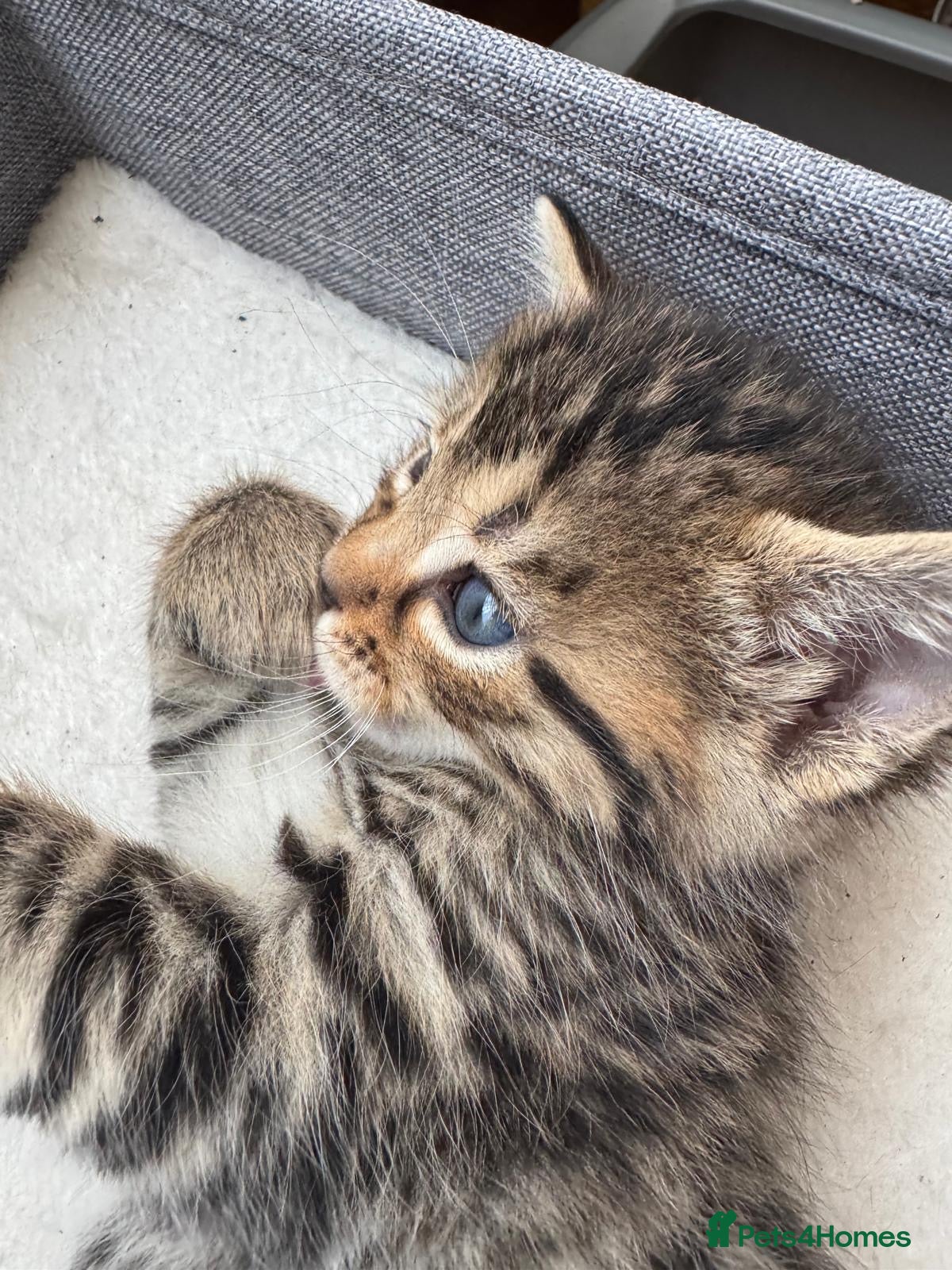 Bengal cats for sale: Adorable little creatures, bengals - Advert 13