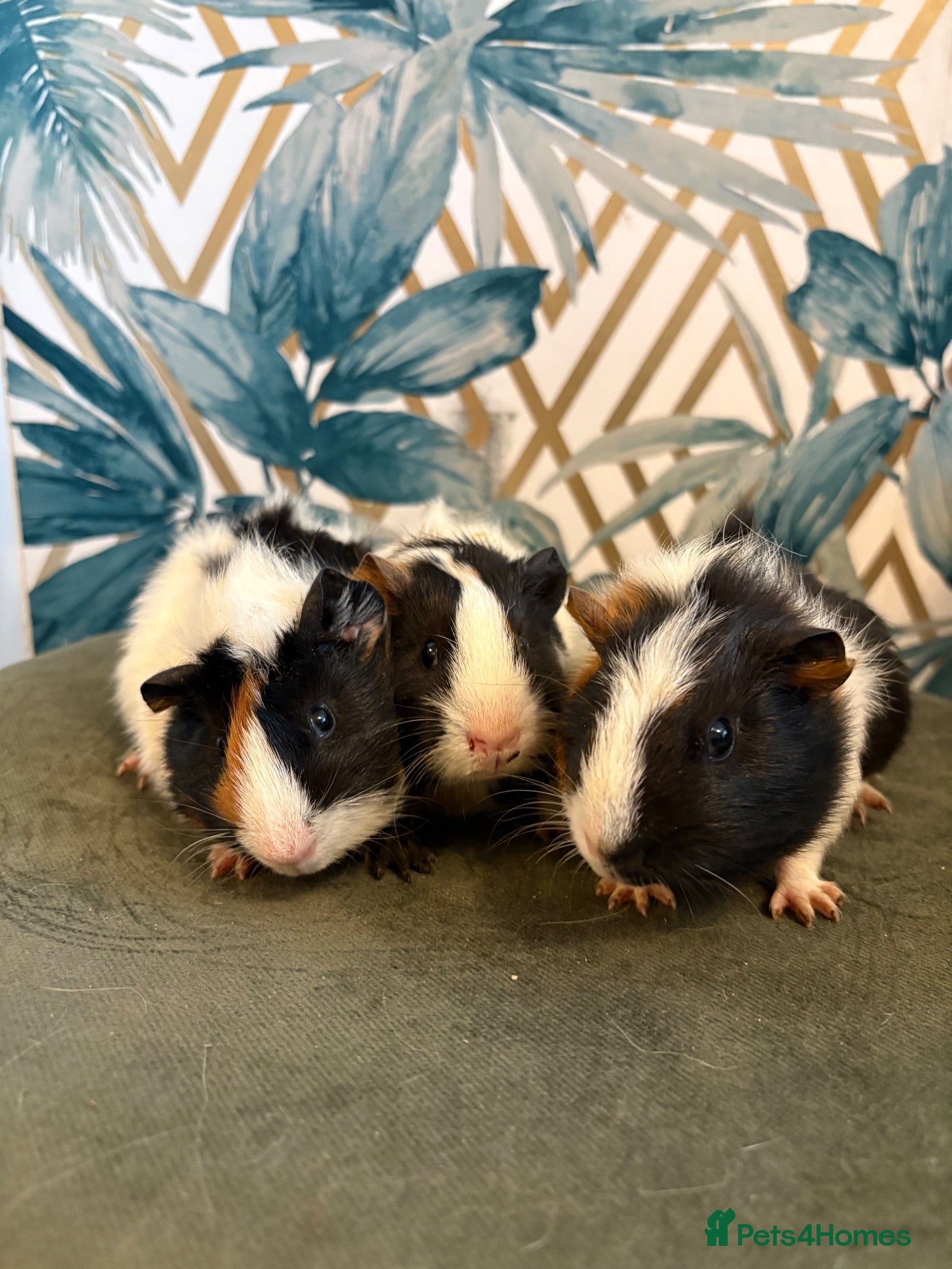 Guinea Pig rodents Baby boys guinea pigs  - Advert 1