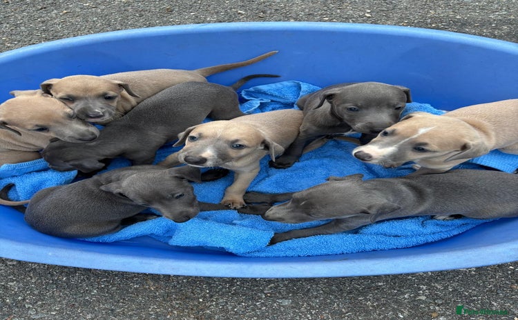 Whippet dogs - Advert 1