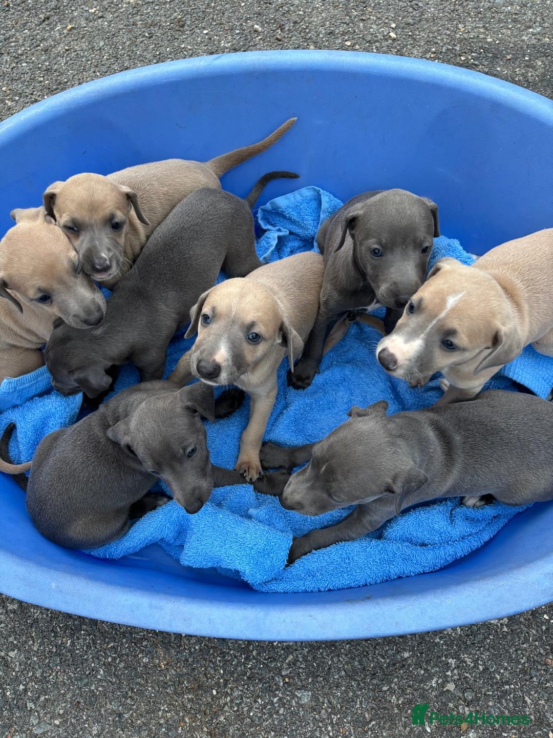 Whippet dogs for sale: Whippet puppies  - Image 1
