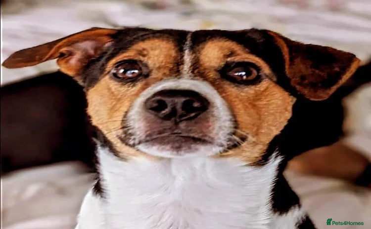 Jack Russell dogs - Advert 2