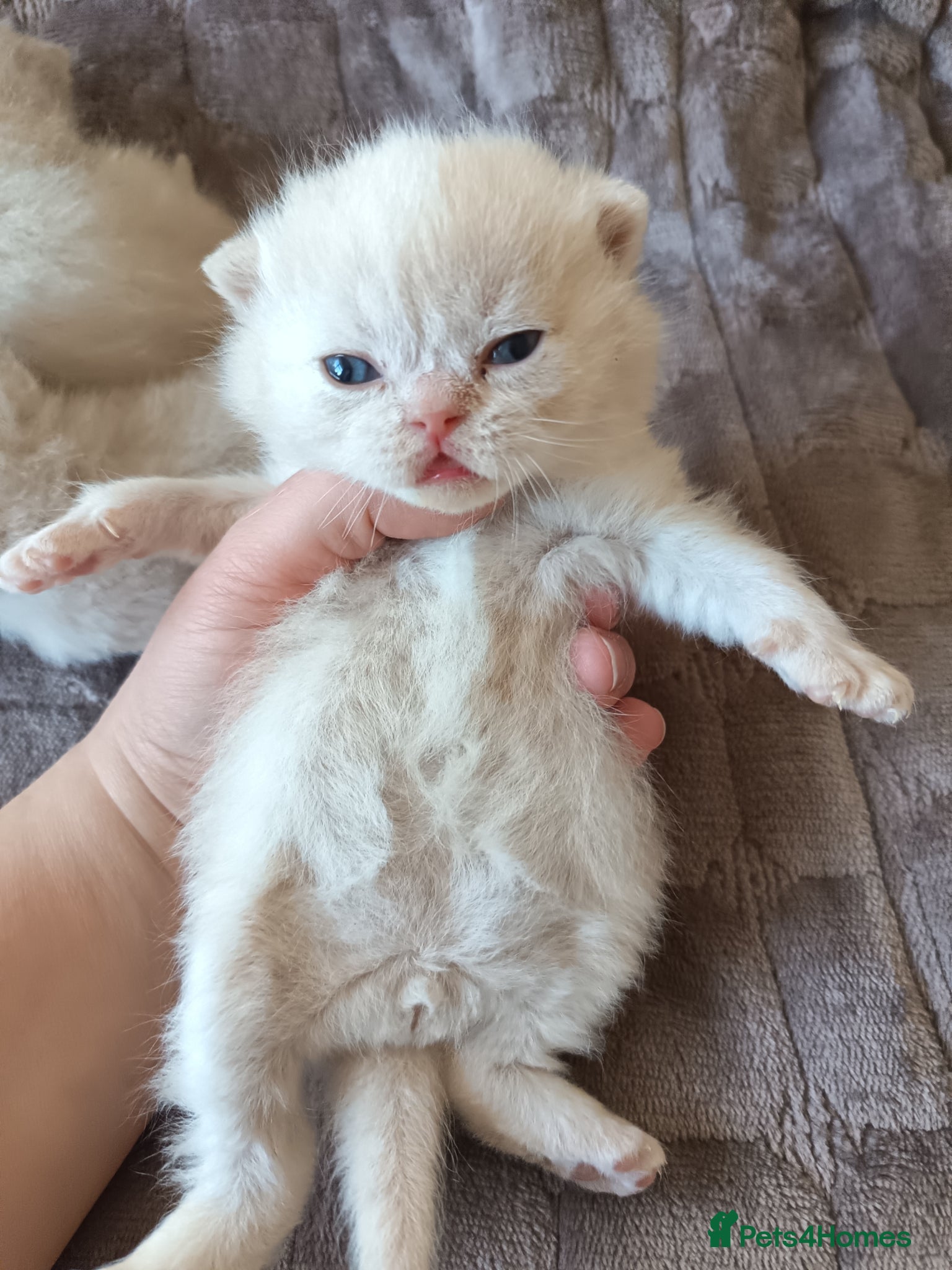 British Shorthair cats GCCF registered cream and lilac BSH - Advert 14