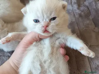 British Shorthair cats GCCF registered cream and lilac BSH - Advert 14