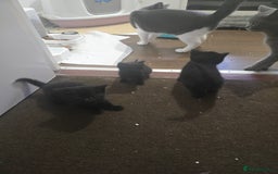 British Shorthair cats for sale: Gabriel Vasile  - Image 17