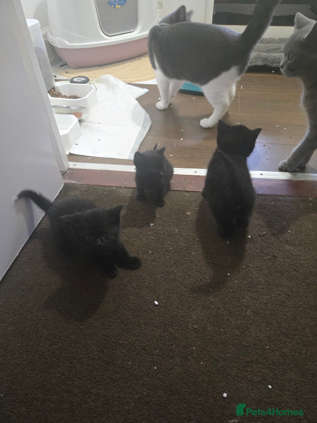 British Shorthair cats for sale: Gabriel Vasile  - Image 17