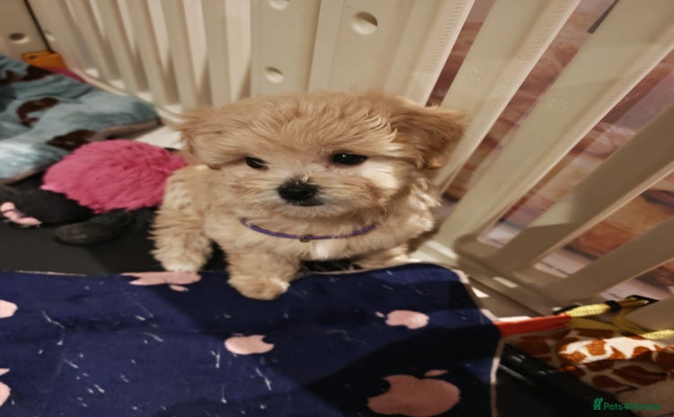 Maltipoo dogs - Advert 10