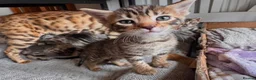 Bengal cats for sale: Bengal mix Kittens - Advert 3