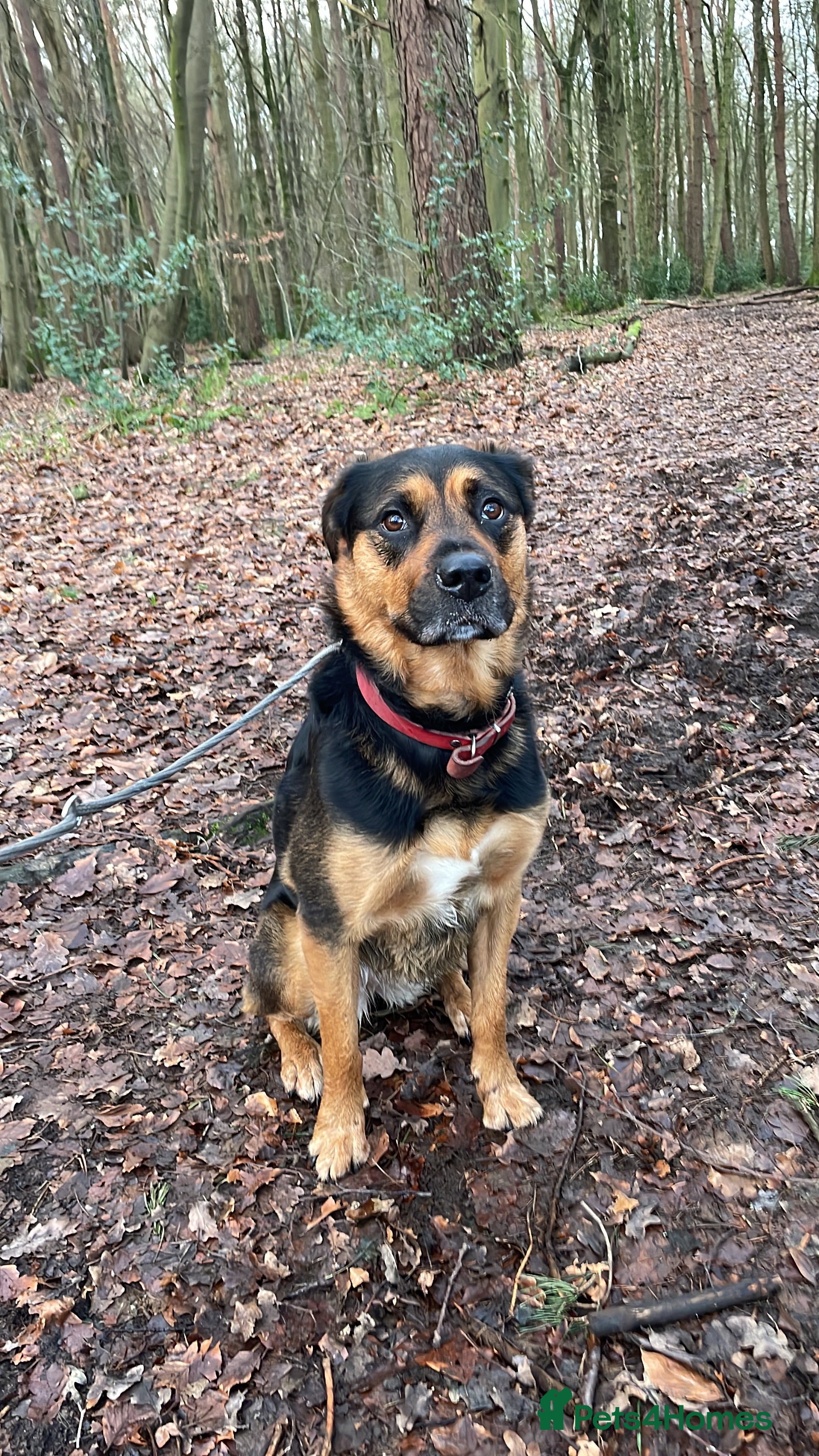 Mixed Breed dogs Willow Rottie Cross Collie - Advert 1