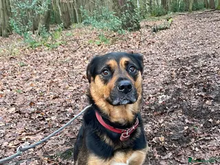 Mixed Breed dogs Willow Rottie Cross Collie - Advert 1